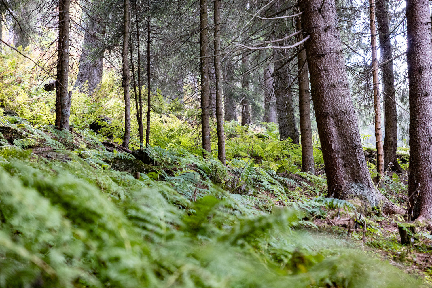 Unser Engagement für die Alpenwälder