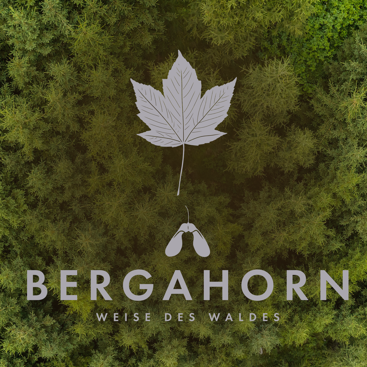 Bergahorn - Weise des Waldes